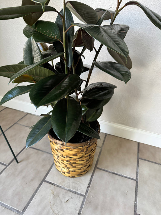 8" Plant