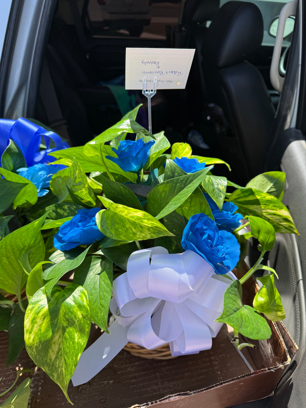 6" Plant